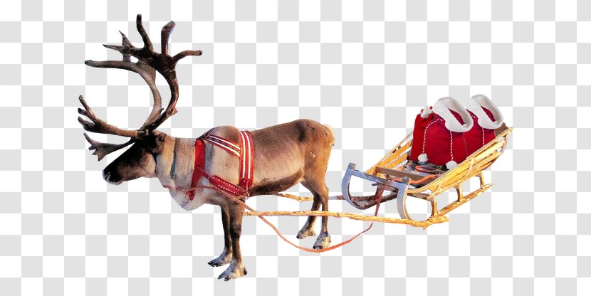 Reindeer Rudolph Santa Claus - Sled - Christmas Tree Transparent PNG