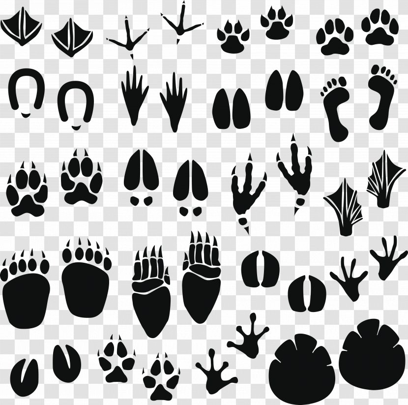 Raccoon Footprint Animal Track Clip Art - Photography - Footprints Transparent PNG