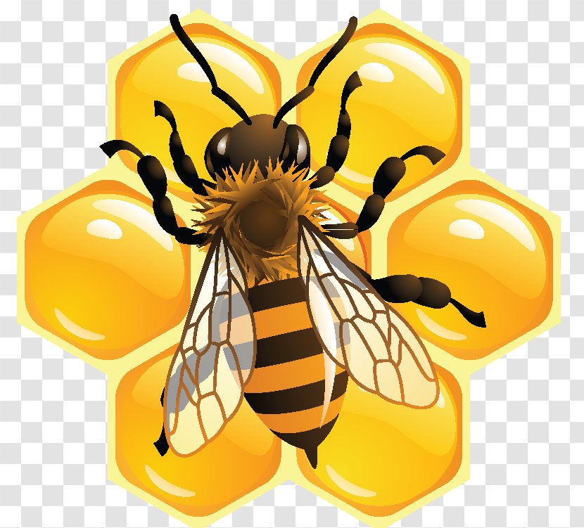 Bee Pollen Honeycomb Beekeeping - Invertebrate Transparent PNG