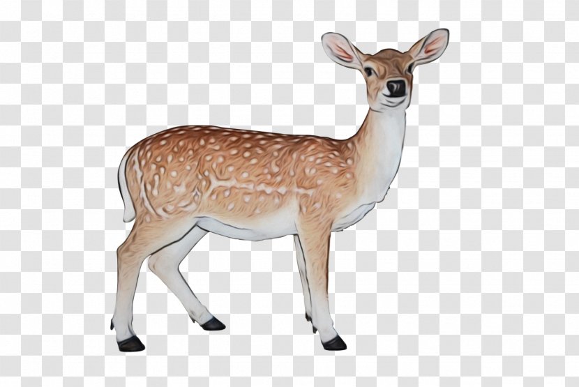 Deer Wildlife Animal Figure Hunting Decoy Fawn - Roe - Whitetailed Transparent PNG