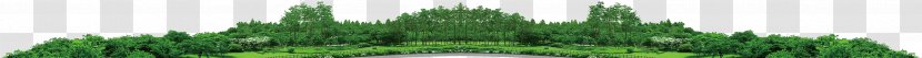 Wheatgrass Green Tree Plant Stem - Jungle Wilderness Transparent PNG