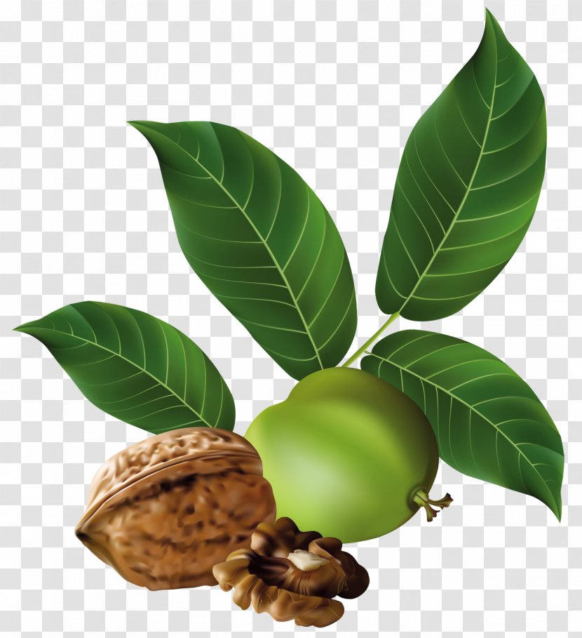 Eastern Black Walnut Toast English Breakfast Transparent PNG