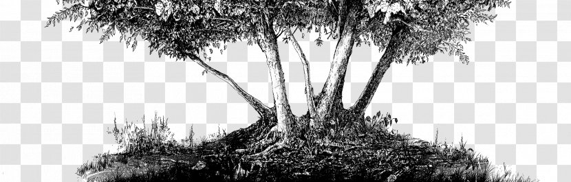 Black And White Drawing Graphic Design Photography - Trunk - Monochrome Transparent PNG