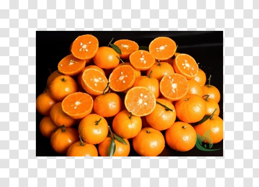 Clementine Tangerine Bitter Orange Mandarin Rangpur - Citrus Japonica Transparent PNG