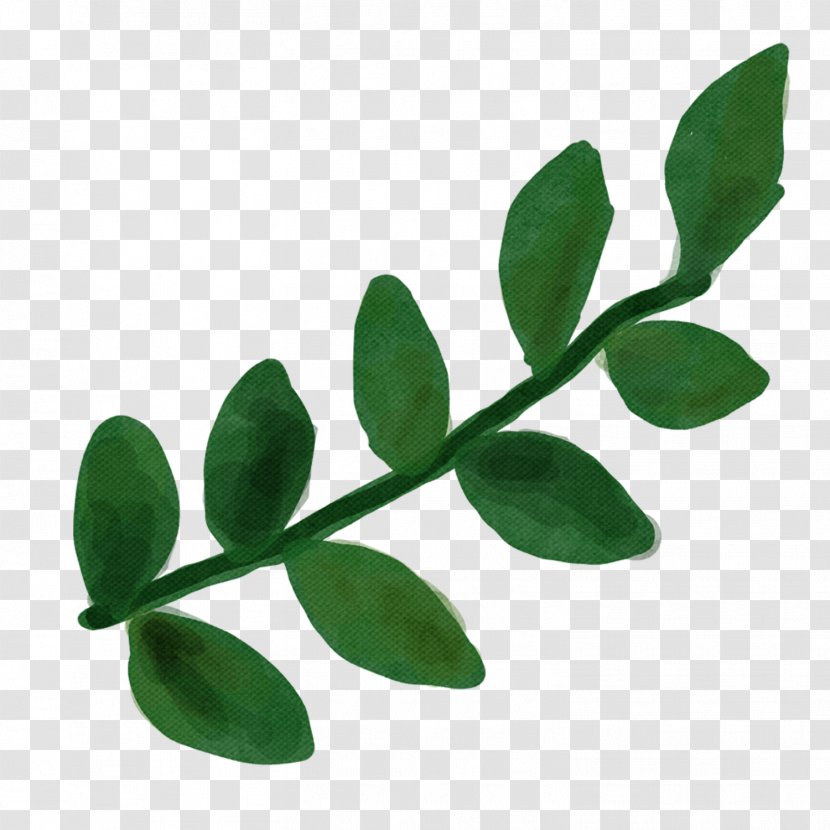 Leaf Green Plant Flower Moringa Transparent PNG