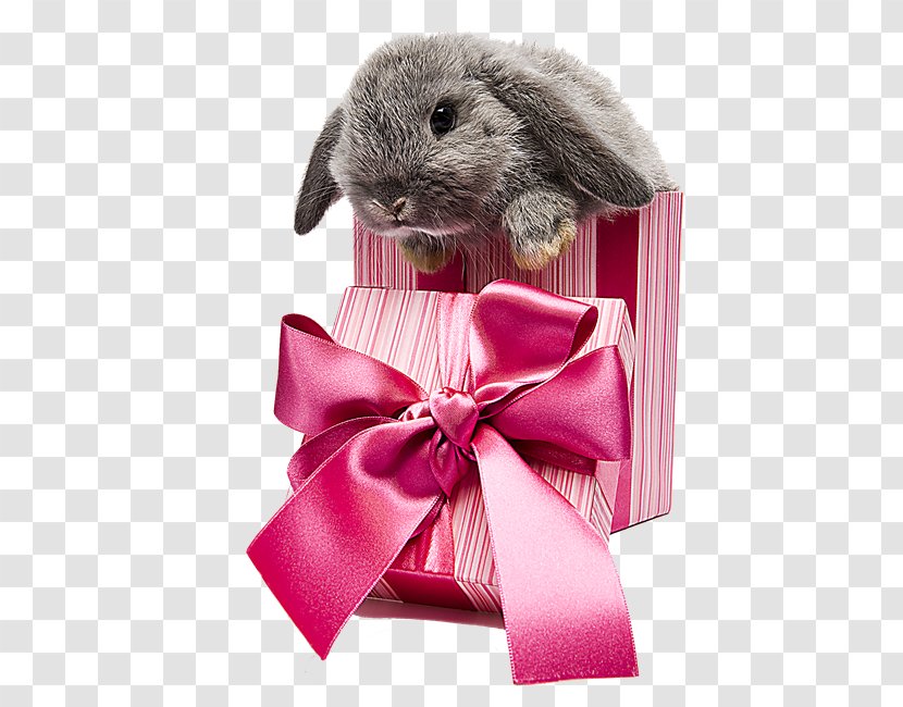 Easter Bunny Rabbit Birthday Wish Transparent PNG
