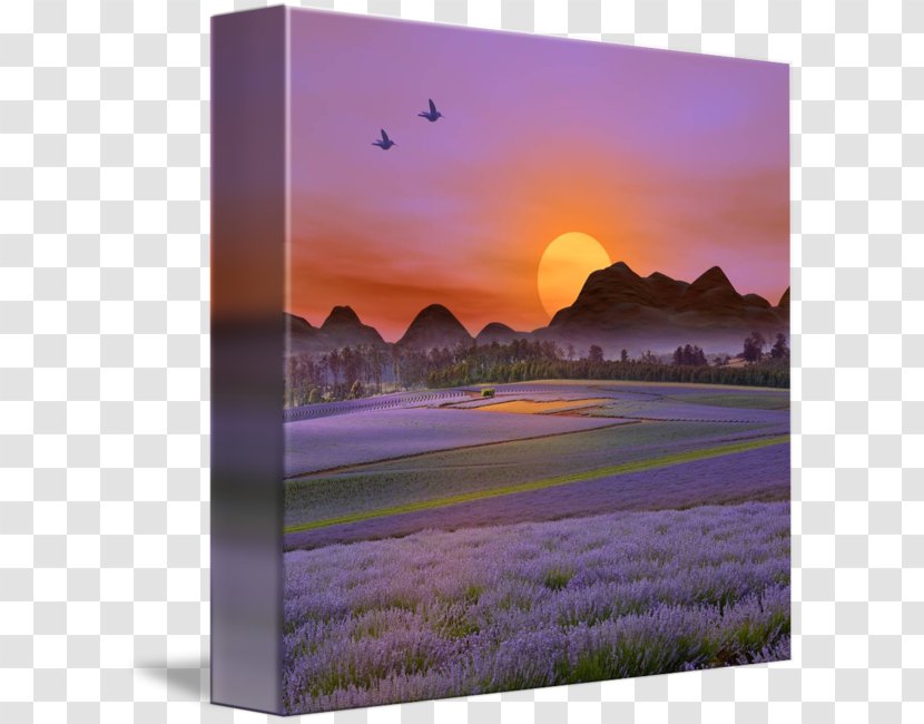 Desktop Wallpaper Flower Computer Dawn Sky Plc - Violet - Lavender Field Transparent PNG