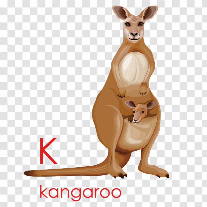 Kangaroo Cartoon Drawing Illustration - Creative English Transparent PNG