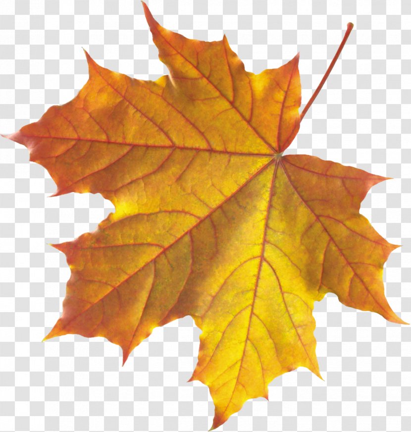 Platanus Orientalis Autumn Leaf Color - Deciduous Transparent PNG