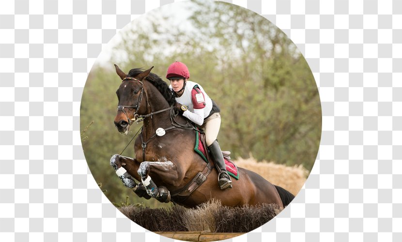 Eventing Equestrian Horse Hunt Seat Endurance Riding - Rein Transparent PNG