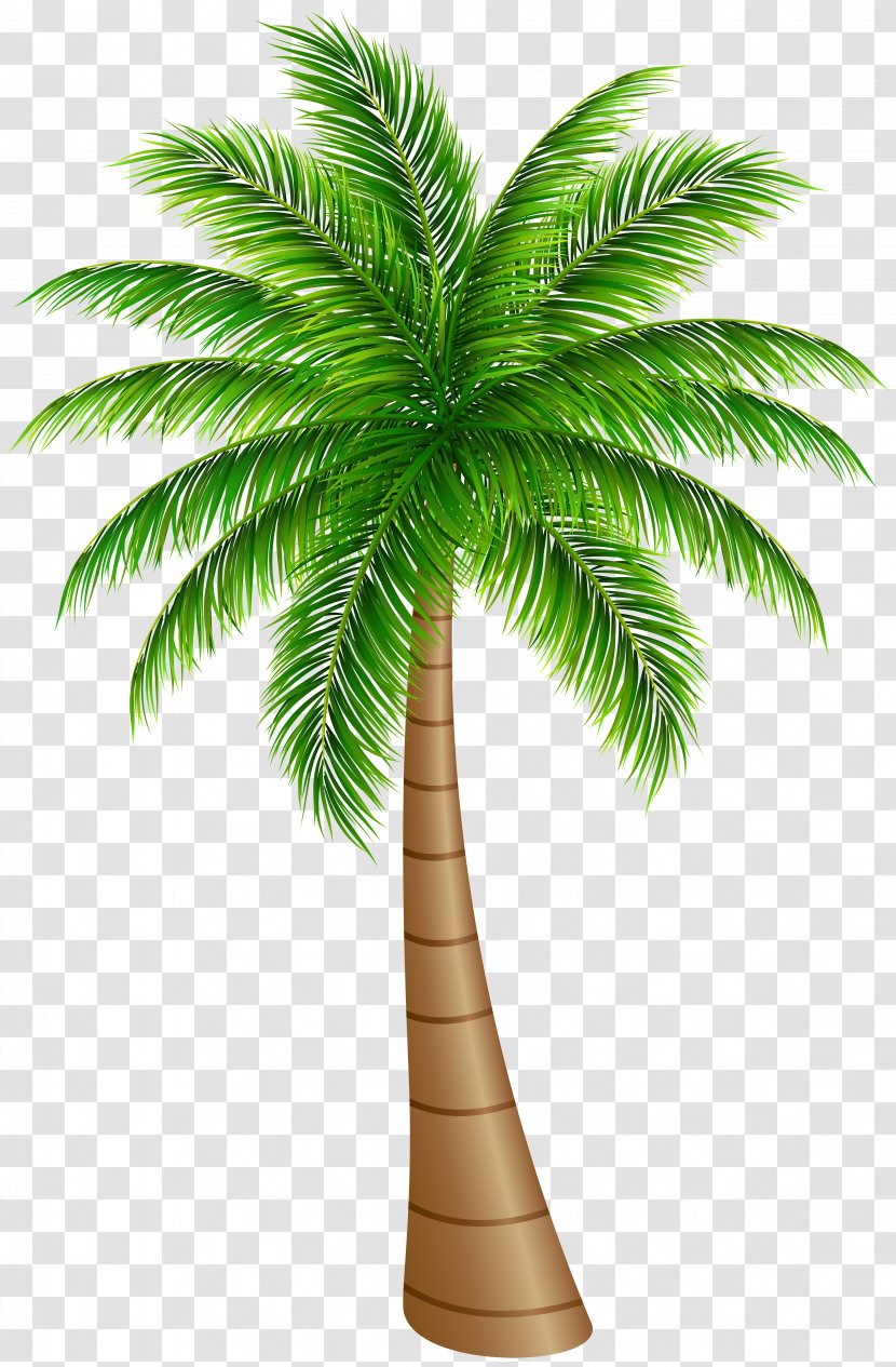 Arecaceae Coconut Clip Art - Arecales - Palm Tree Large Image Transparent PNG