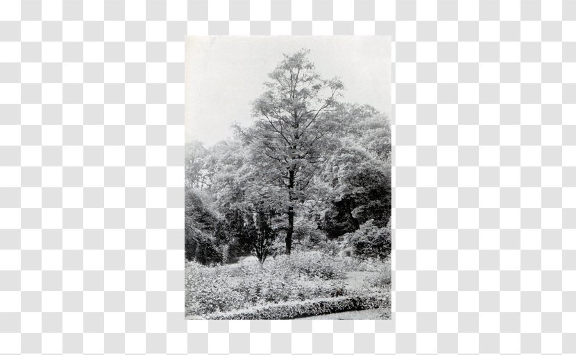 Monochrome Photography Tree Forest - Italian Coffee Transparent PNG