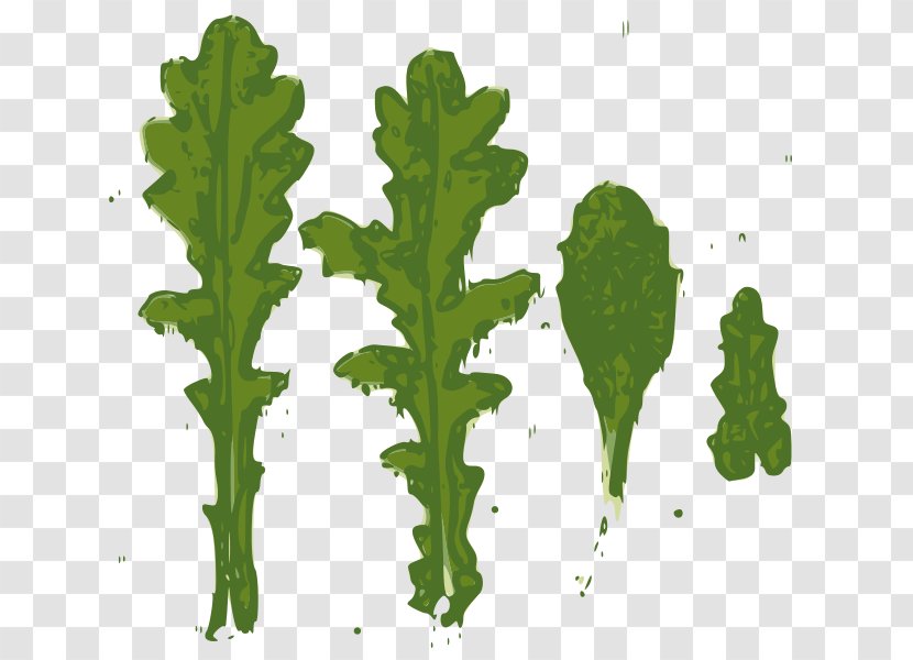 Leaf Common Groundsel Plant Stem Herbaceous Daisy Family Transparent PNG