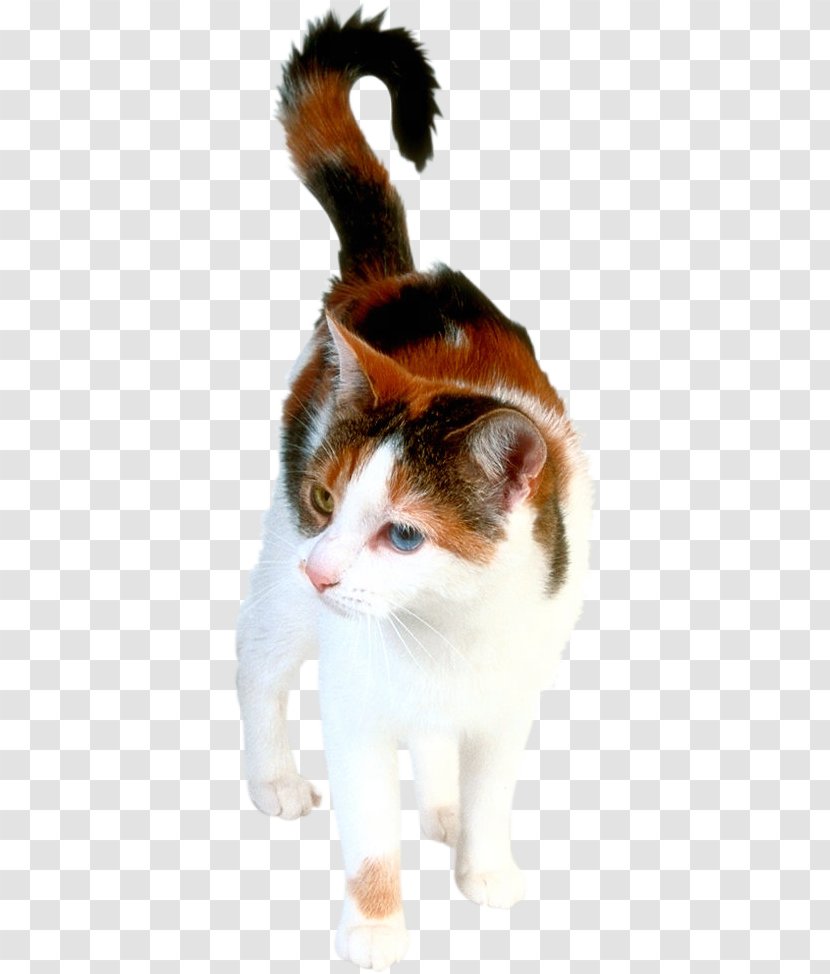 Kitten Himalayan Cat Turkish Angora Siamese Van - Domestic Short Haired Transparent PNG