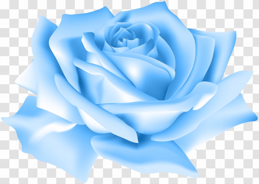 Blue Rose Flower Beach Clip Art - Flowering Plant - Image Transparent PNG