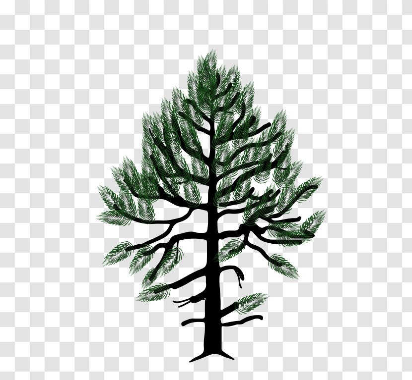 Pinus Monophylla Western White Pine Fir Conifers Pinyon - Evergreen - Tree Transparent PNG