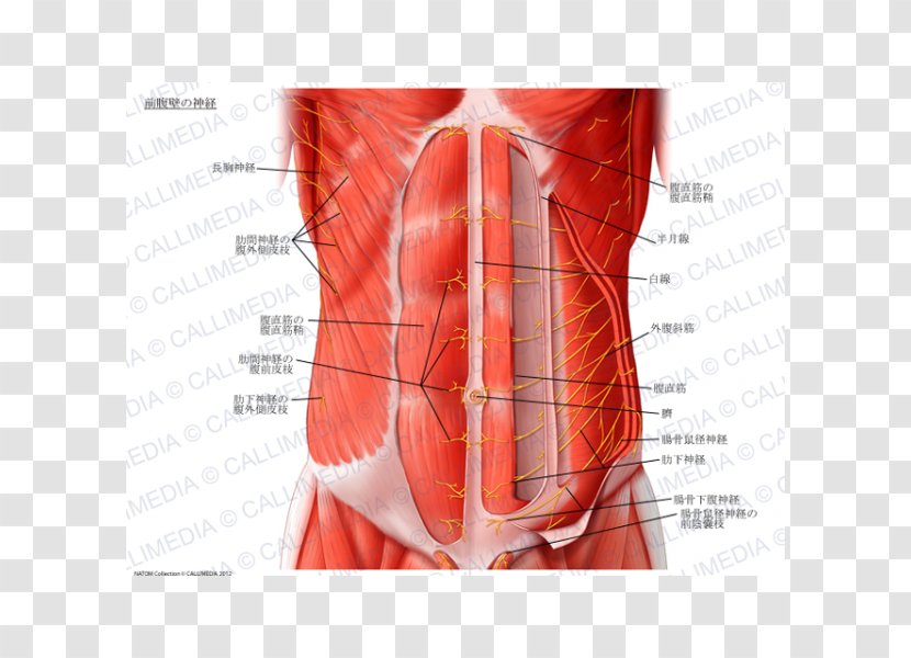 Abdominal Wall Rectus Abdominis Muscle Abdomen Transverse Nerve - Frame - Appareil Digestif Transparent PNG