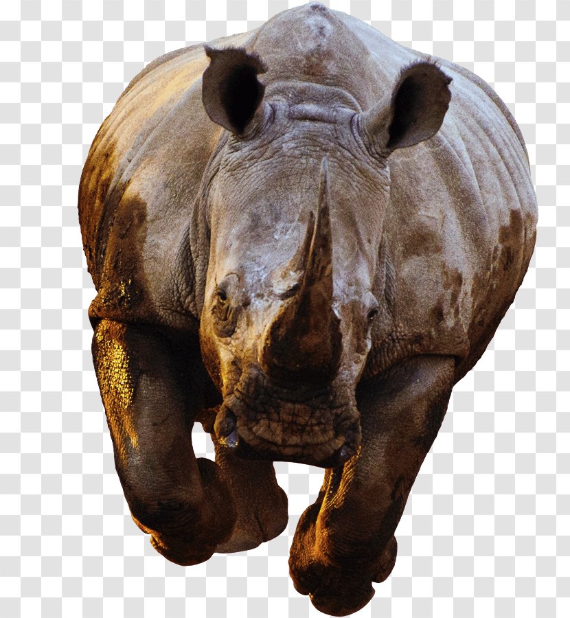 Rhinoceros Success White Horn Poaching - Wildlife Transparent PNG