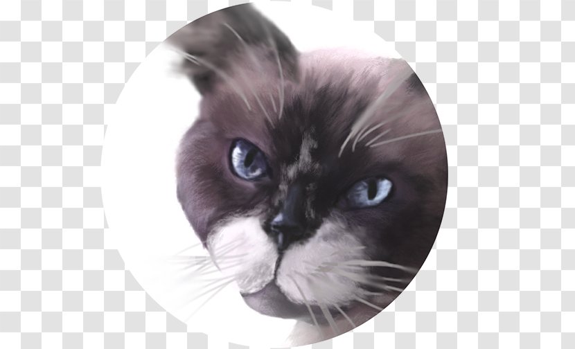 Whiskers Ragdoll Birman Kitten Domestic Short-haired Cat - Shorthaired Transparent PNG