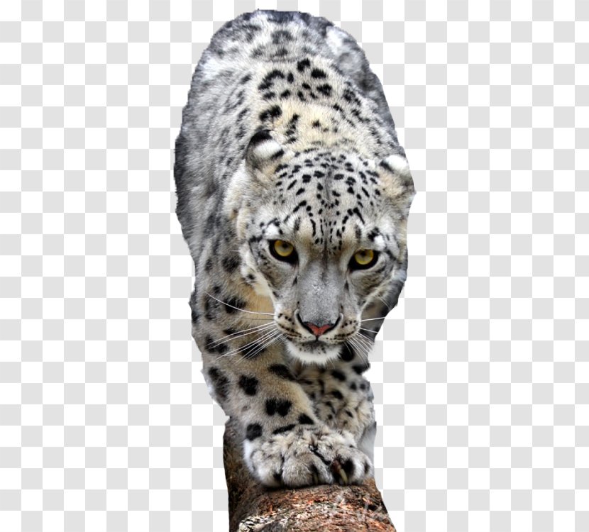 Snow Leopard Lion Cheetah Tiger - Big Cats - Go To The Transparent PNG