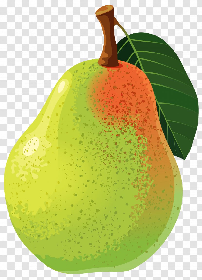 Asian Pear Clip Art - Food - Vector Clipart Image Transparent PNG