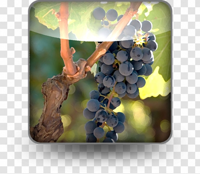 Grape - Fruit - Vitis Transparent PNG