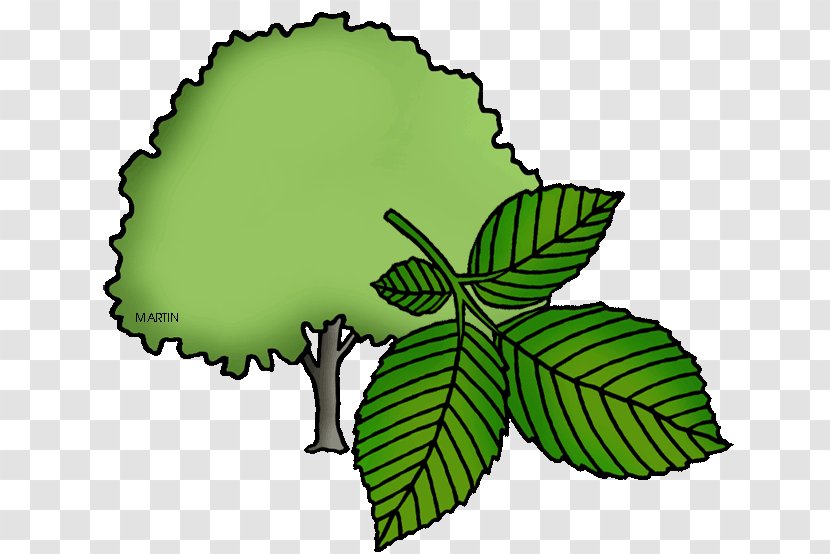 American Elm Slippery United States Clip Art - Tree Transparent PNG