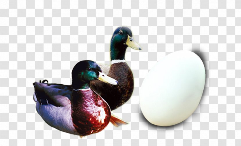 Mallard Salted Duck Egg Zongzi Dragon Boat Festival - Ducks Transparent PNG