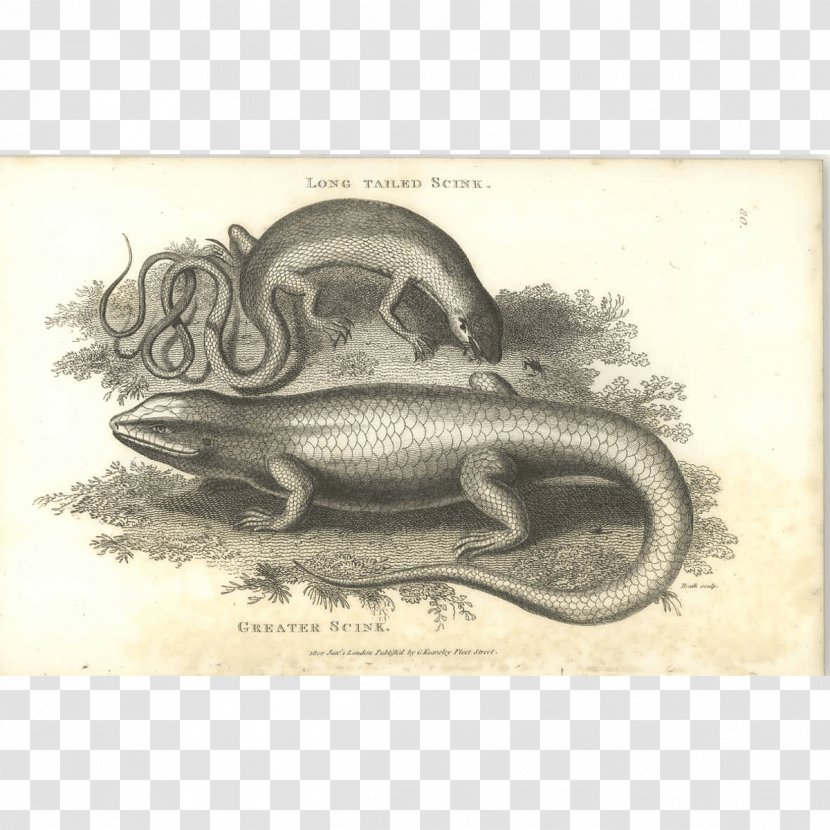 Fish Cartoon - Salamander - Scaled Reptile Drawing Transparent PNG