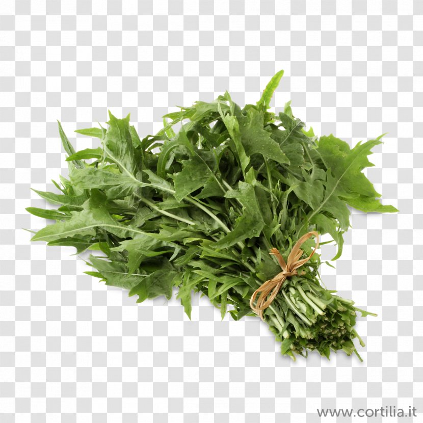 Coriander Herb Shutterstock Stock Photography Royalty-free - Ingredient - Salata Transparent PNG