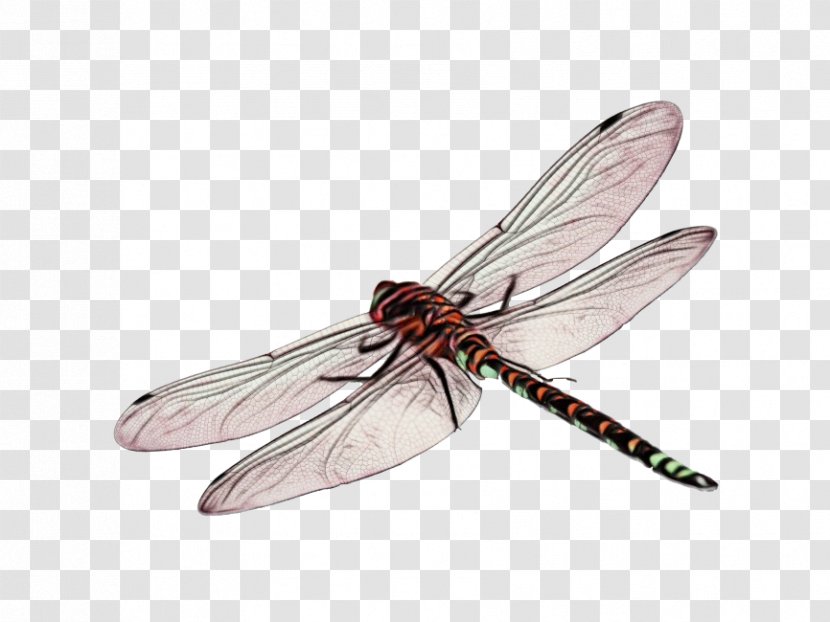 Dragonfly Insect - Drawing - Fly Pest Transparent PNG