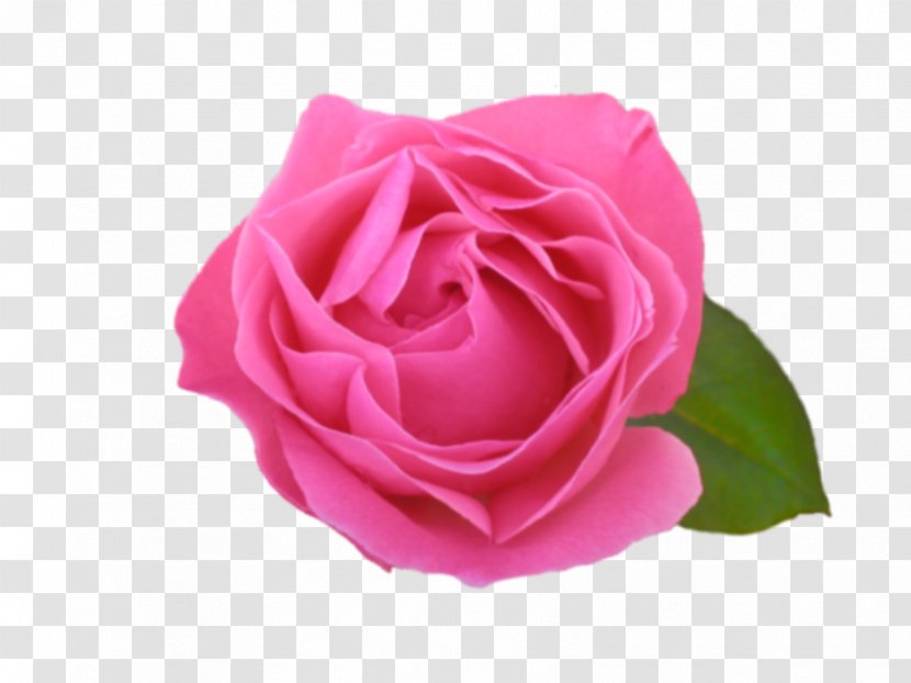Garden Roses Cabbage Rose China Floribunda Pink - Entry Transparent PNG