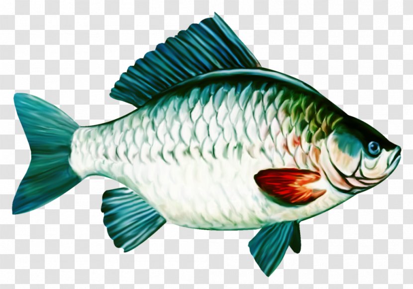 Common Carp Tilapia Drawing Fish - Fauna Transparent PNG