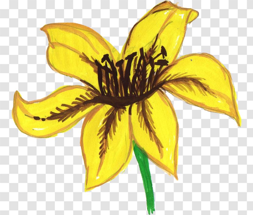 Watercolor Painting Common Sunflower Pseudanthium - Flower Watercolour Transparent PNG