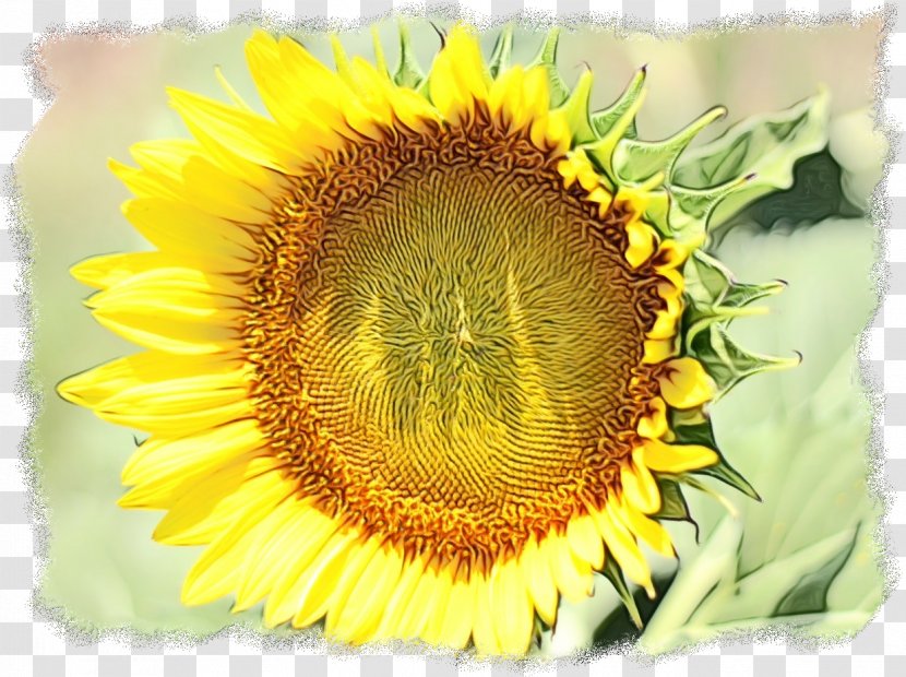 Sunflower Cartoon - Chakra - Perennial Plant Wildflower Transparent PNG