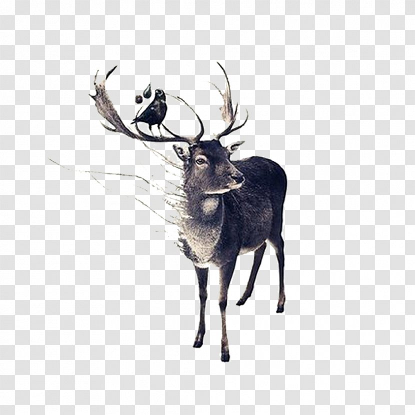 Red Deer Moose Drawing - Hand-painted Elk Horns And Birds Transparent PNG