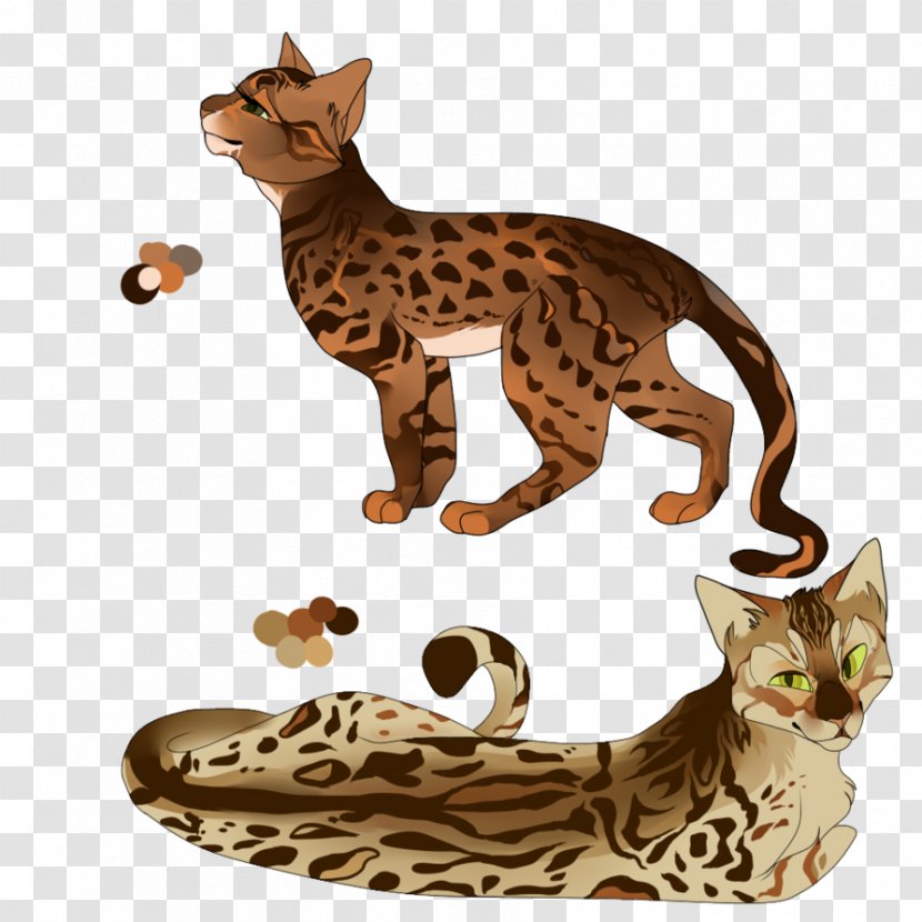 Bengal Cat California Spangled Ocicat Tabby Wildcat - Cheetah Transparent PNG