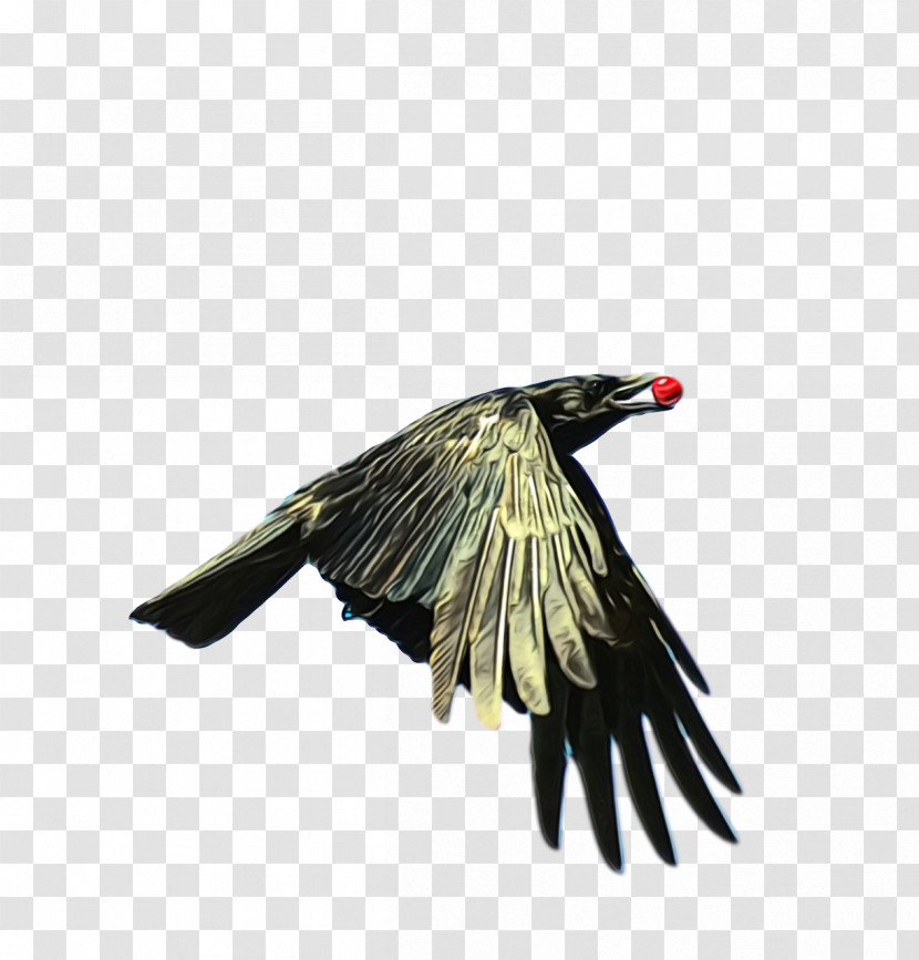 Feather Transparent PNG