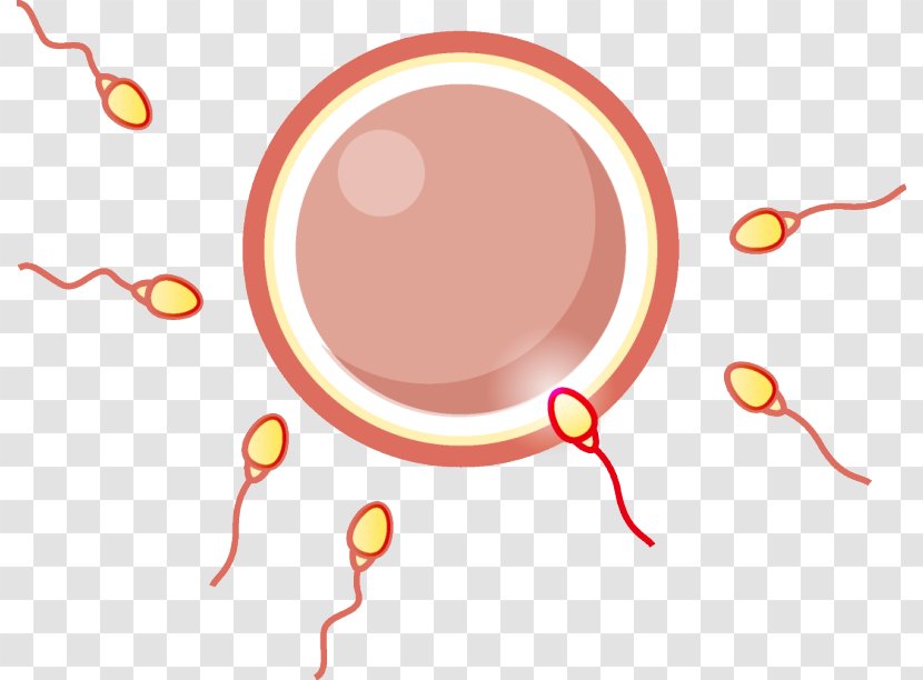 Fallopian Tube Birth Control Fertilisation Obstetrics And Gynaecology Zygote - Frame - Hoa Ä‘Ã o Transparent PNG