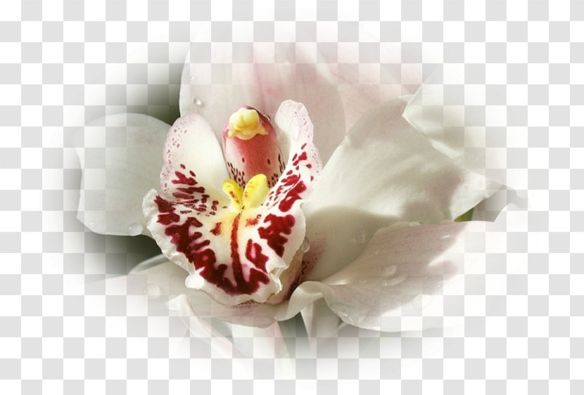 Moth Orchids Close-up - Blossom - Orchidee Transparent PNG