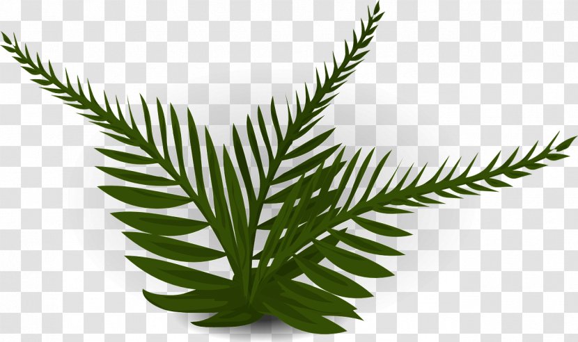 Burknar Leaf Plant - Drawing Transparent PNG