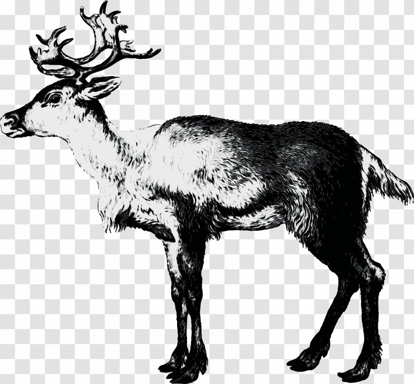 Reindeer - Deer - Moose Antler Transparent PNG