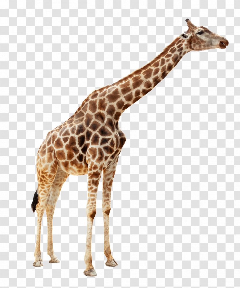 Giraffe Duck Mallard Stock Photography Zoo - Fauna - Animal Transparent PNG