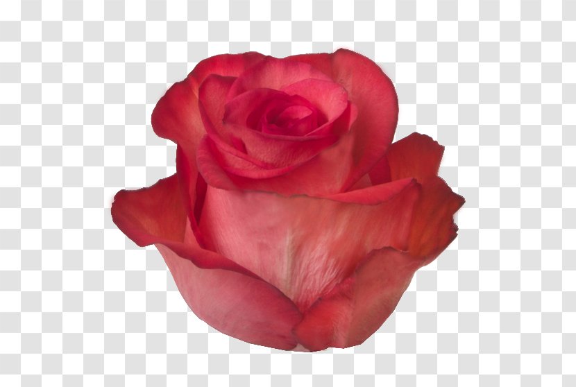 Garden Roses Cabbage Rose Floribunda Vase Life - China - Order Transparent PNG