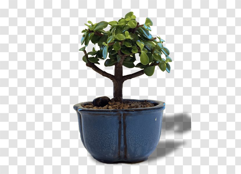 Chinese Sweet Plum Bonsai Flowerpot Tree Jade Plant - Cultivation And Care - Indoor Transparent PNG
