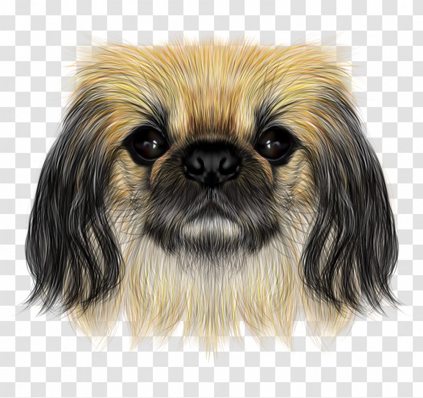 Shih Tzu Pekingese Yorkshire Terrier Chinese Crested Dog Puppy - Tibetan Spaniel - Exquisite Hand-painted Cartoon Lifelike Pet Transparent PNG