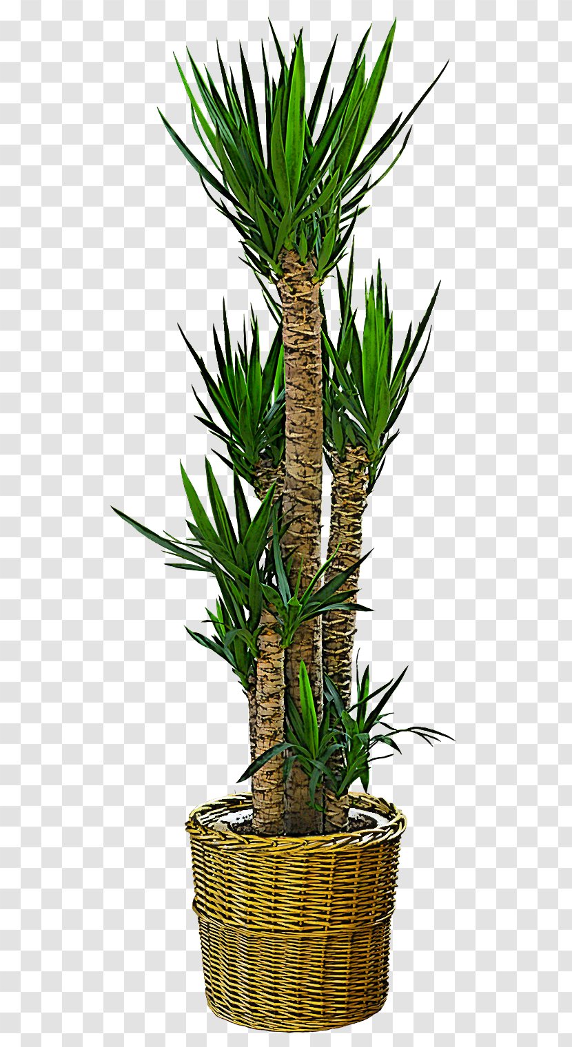 Palm Tree - Terrestrial Plant - Arecales Stem Transparent PNG