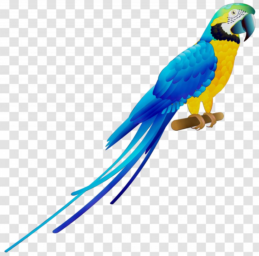 Budgerigar Macaw Parrot Bird Parakeet - Beak - Color Transparent PNG