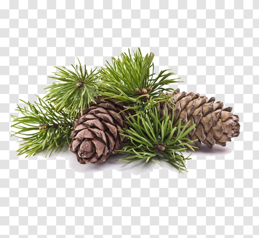 Cedar Oil Cedrus Atlantica Deodar Himalayas Wood - Clary Transparent PNG