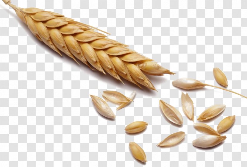 Wheat Cereal Malt Whole Grain - Full Of Transparent PNG
